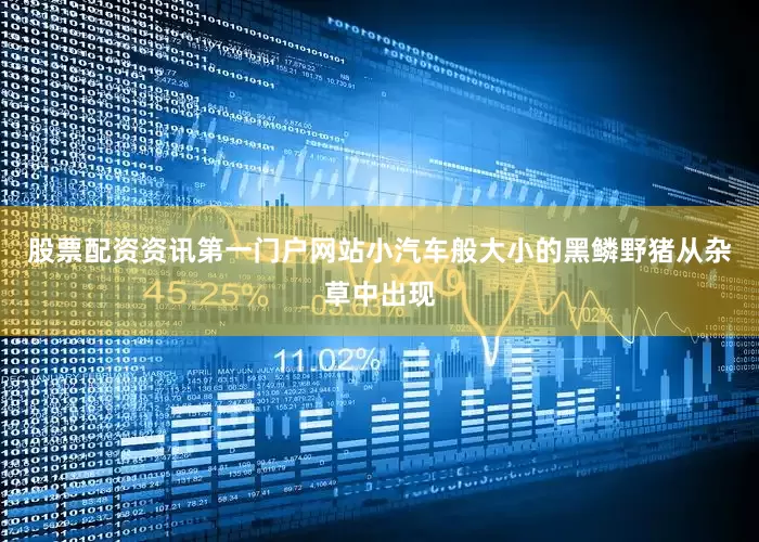 股票配资资讯第一门户网站小汽车般大小的黑鳞野猪从杂草中出现